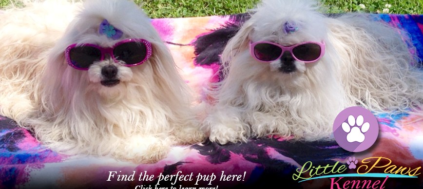 Nikki and Sasha, two white Little Paws dogs wearing pink sunglasses