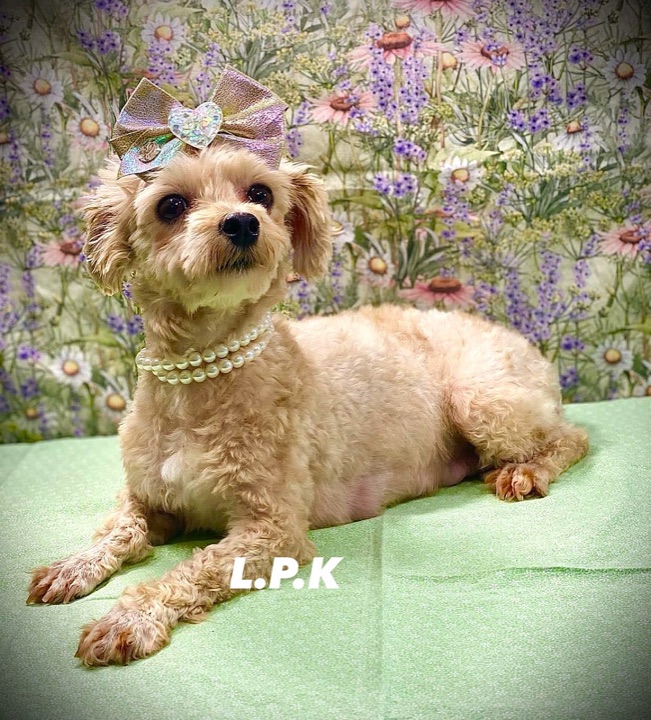 Little Paws Mama, a Little Paws Designer parent dog
