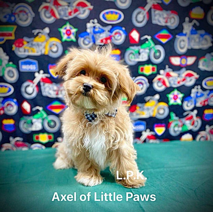 Axel, a Little Paws Designer parent dog