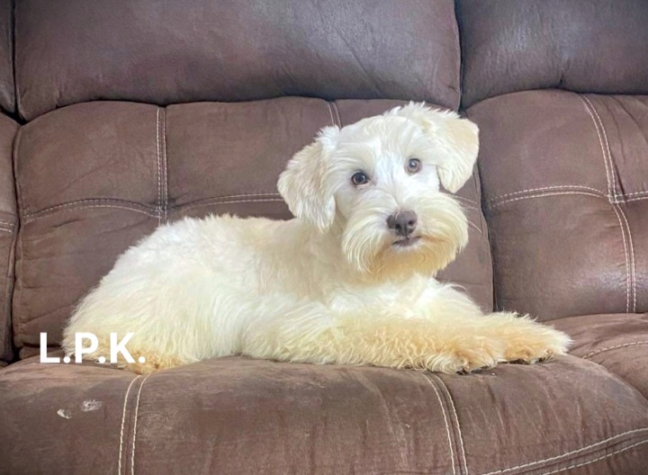 Journey, a Little Paws Schnauzers parent dog