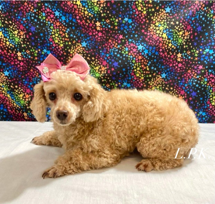Little Paws Mama, a Little Paws Poodles parent dog