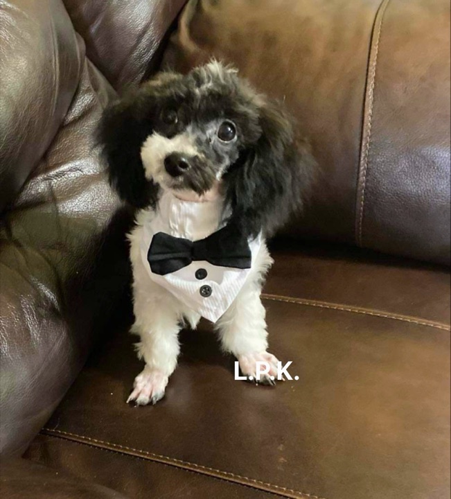Little Paws Dad, a Little Paws Poodles parent dog