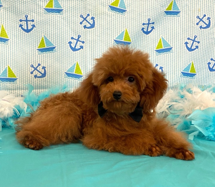Copper, a Little Paws Designer parent dog
