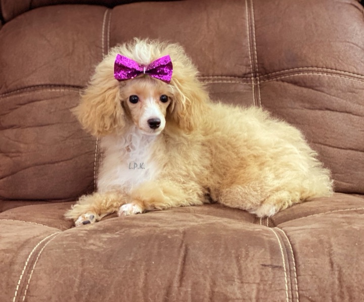 Little Paws Poodle, a Little Paws Poodles parent dog