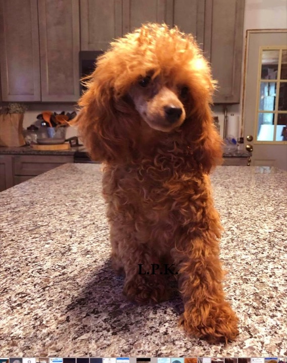 Little Paws Dad, a Little Paws Poodles parent dog