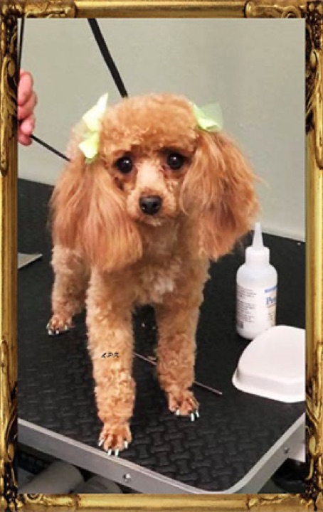 Little Paws Mama, a Little Paws Poodles parent dog