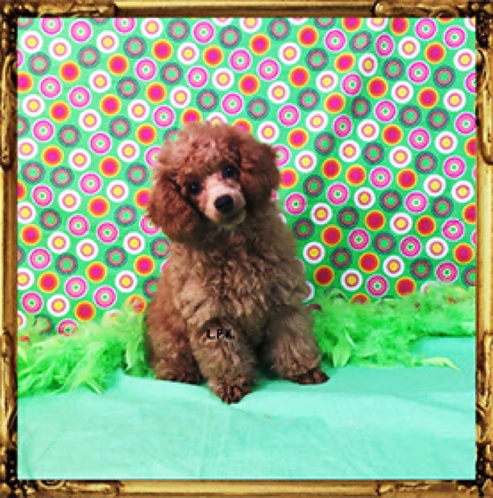 Little Paws Mama, a Little Paws Poodles parent dog
