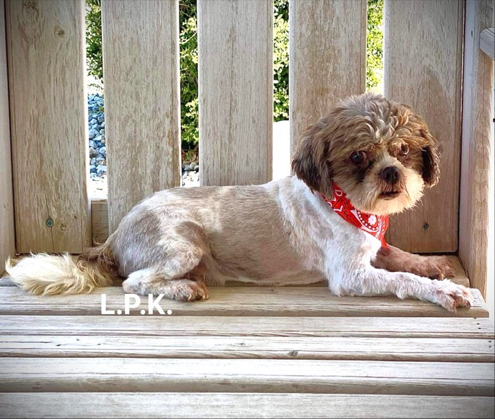 Little Paws Dad, a Little Paws Shih-Tzus parent dog