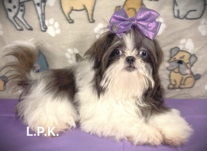 Violet, a Little Paws Shih-Tzus parent dog