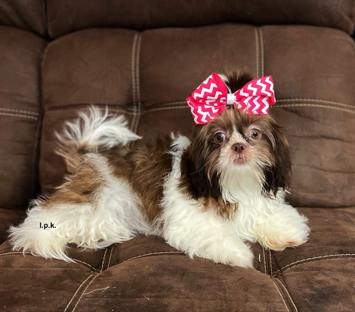Little Paws Mama, a Little Paws Shih-Tzus parent dog