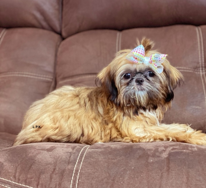 Little Paws Mama, a Little Paws Shih-Tzus parent dog