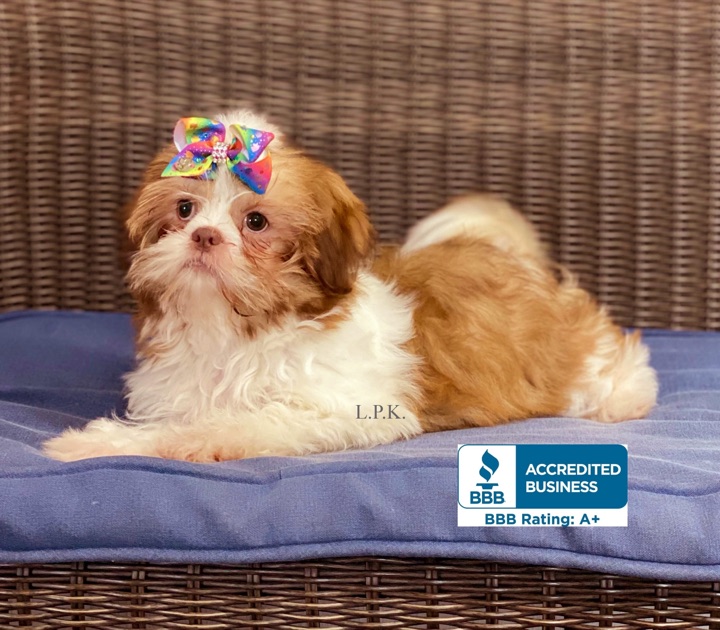 Little Paws Mama, a Little Paws Shih-Tzus parent dog