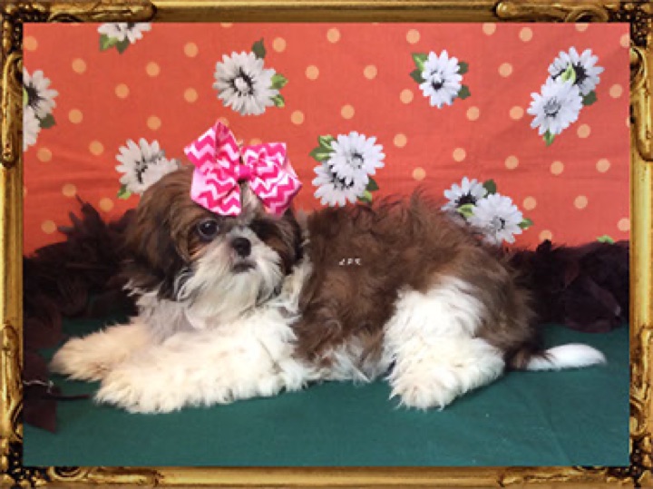 Little Paws Mama, a Little Paws Shih-Tzus parent dog