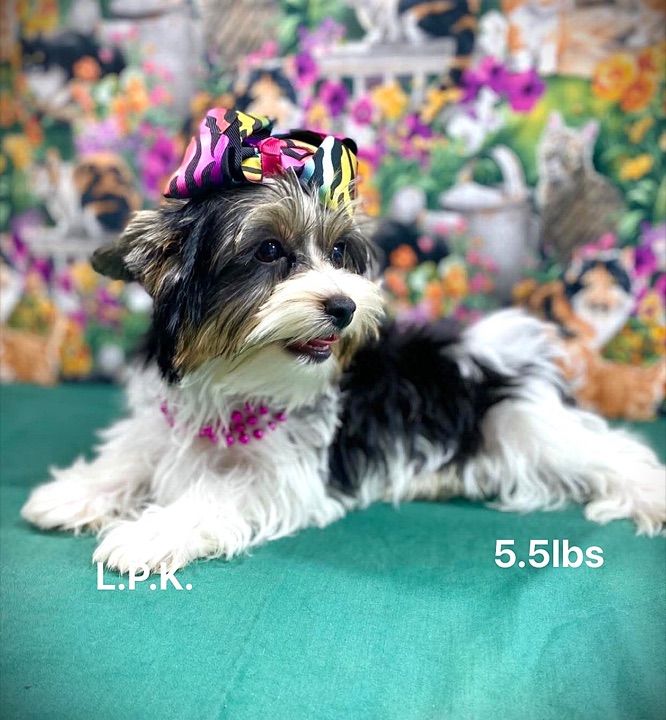 Little Paws Mama, a Little Paws Yorkies parent dog