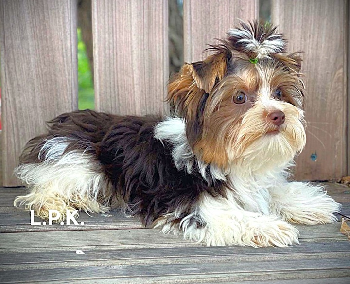 Little Paws Mama, a Little Paws Yorkies parent dog