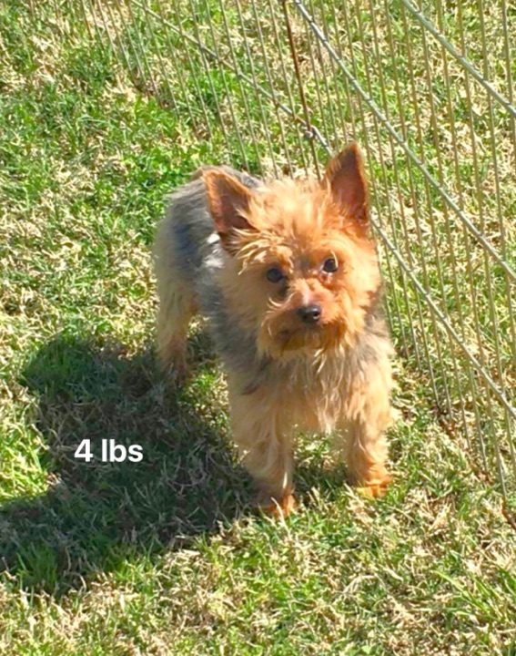 Little Paws Dad, a Little Paws Designer parent dog