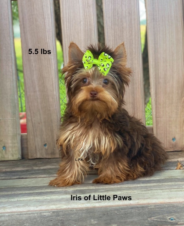 Little Paws Mama, a Little Paws Yorkies parent dog