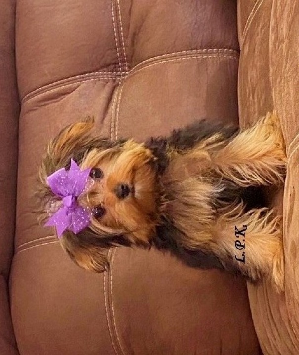 Little Paws Mama, a Little Paws Yorkies parent dog