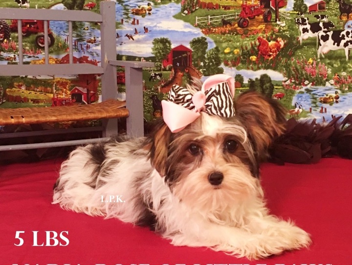 Little Paws Mama, a Little Paws Yorkies parent dog