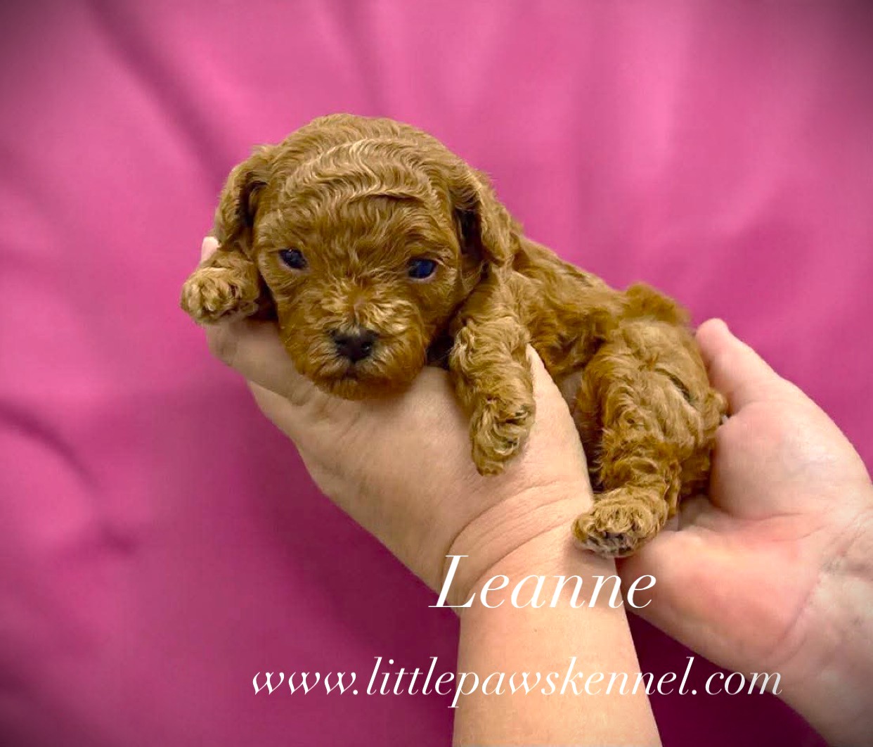 Leanne, an adopted Toy Poodle