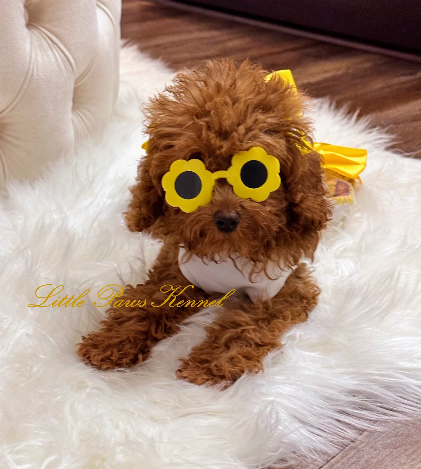 A Little Paws puppy wearing yellow flower sunglasses